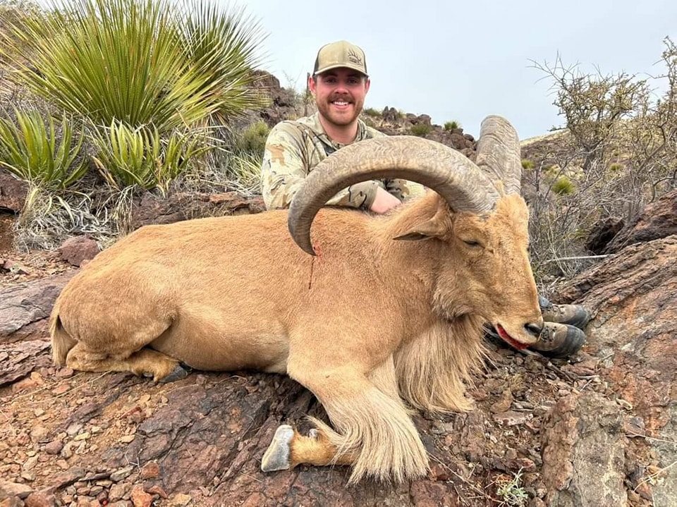 Hunter kneeling behind a pale aoudad ram beside a sotol on rocky rimrock ground
