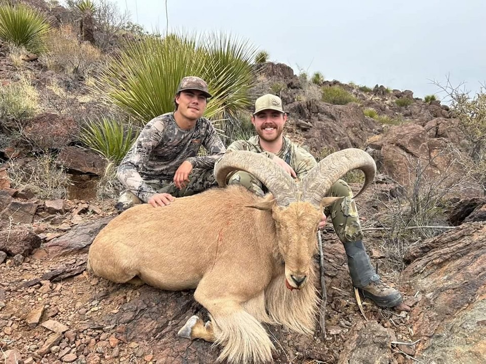 Two hunters kneeling behind an aoudad ram on a yucca-covered rock slope