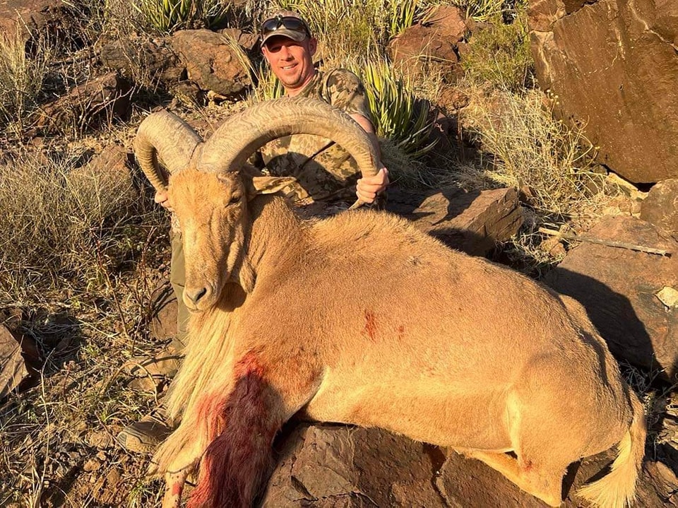 Hunter behind a heavy aoudad ram in low evening light, agave and broken rock around them