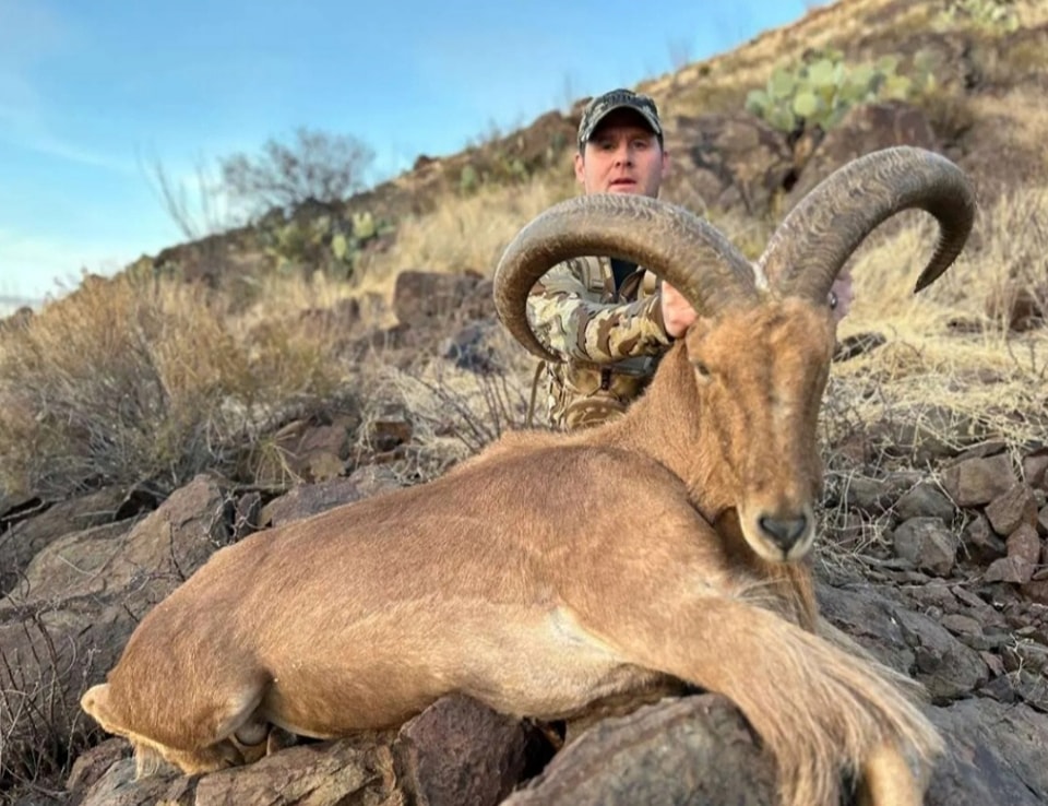 Hunter holding up the horns of a heavy aoudad ram taken on a rocky slope at last light