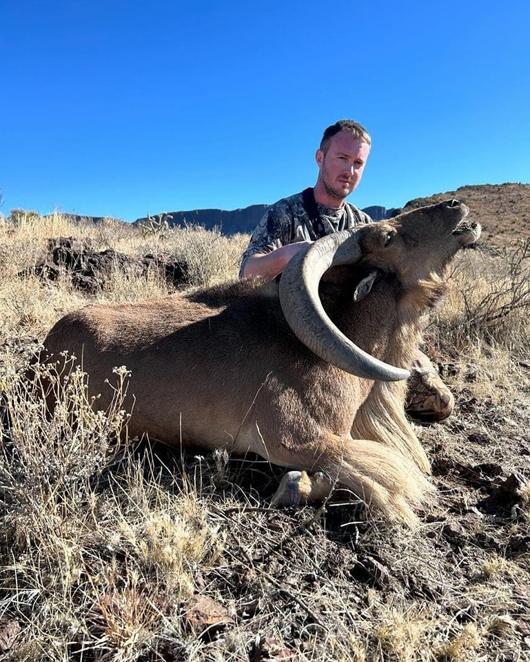 Hunter behind an aoudad ram with its head raised on an open desert slope